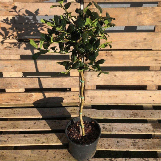 Ilex aquifolium Holly Mini Standard 60-80cm 5L - Buy Plants Online at Web Garden Centre