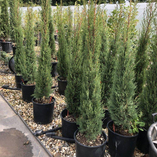 Italian Cypress Tree - Cupressus sempervirens 130cm - Buy Plants Online at Web Garden Centre