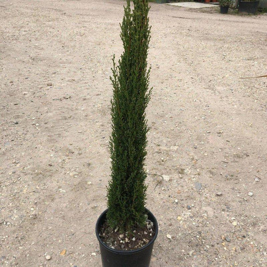 Italian Cypress Tree - Cupressus sempervirens 130cm - Buy Plants Online at Web Garden Centre