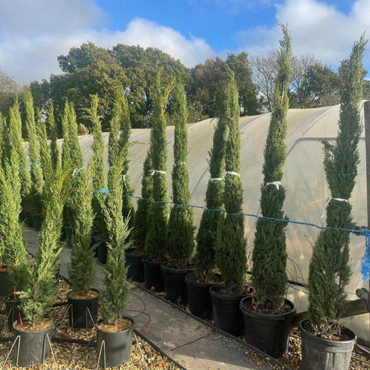 Italian Cypress Tree - Cupressus sempervirens 250cm 20L - Buy Plants Online at Web Garden Centre