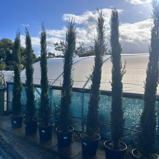 Italian Cypress Tree - Cupressus sempervirens 230-250cm 30L - Buy Plants Online at Web Garden Centre