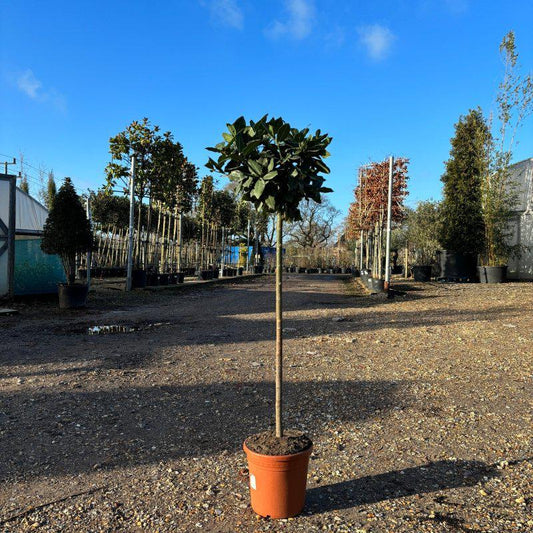 Large Bay Tree 140cm 10L - Buy Plants Online from  Web Garden Centre - Just £65! 