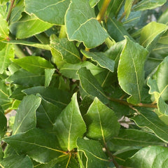 Large Bay Tree 140cm 10L - Buy Plants Online from  Web Garden Centre - Just £65! 