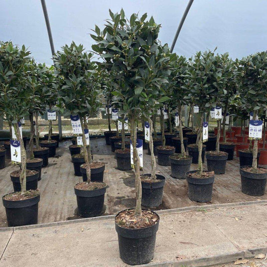 Large Plaited Stem Bay 90-100cm - Buy Plants Online at Web Garden Centre