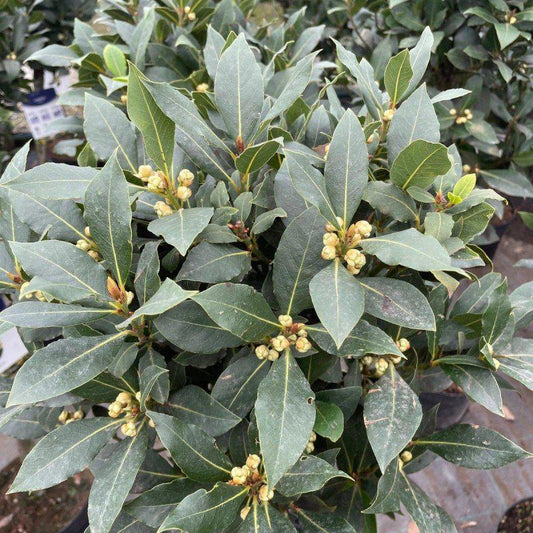 Large Plaited Stem Bay 90-100cm - Buy Plants Online at Web Garden Centre