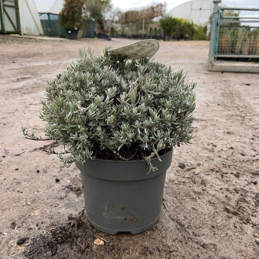 Lavender 'Hidcote' 40-60cm 7.5L - Buy Plants Online from  Web Garden Centre - Just £40! 