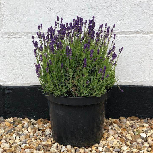 Lavender Munstead 40-60cm 7.5L - Buy Plants Online at Web Garden Centre