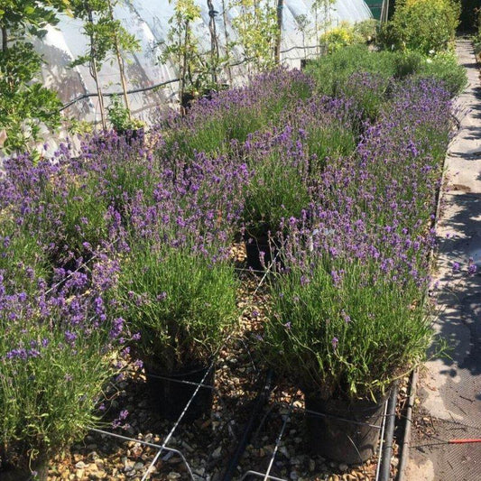 Lavender Munstead 40-60cm 7.5L - Buy Plants Online at Web Garden Centre