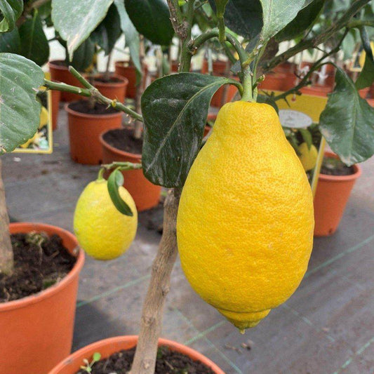 Lemon Citrus Tree 90-100cm 12L - Buy Plants Online at Web Garden Centre