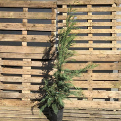 Leylandii Container Grown Hedging Plant - Buy Plants Online from  Web Garden Centre - Just £14.99! 