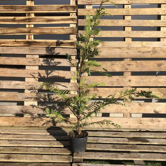 Leylandii Container Grown Hedging Plant - Buy Plants Online at Web Garden Centre