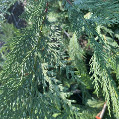 Leylandii Container Grown Hedging Plant - Buy Plants Online from  Web Garden Centre - Just £14.99! 