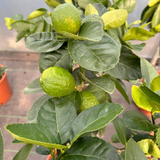 Lime Citrus Tree 70cm 5L - Buy Plants Online from  Web Garden Centre - Just £45! 