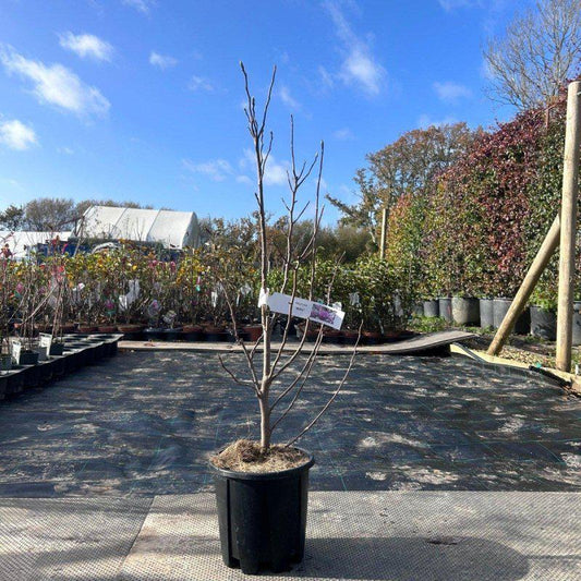 Magnolia Tree Betty 100-120cm 3L - Buy Plants Online at Web Garden Centre