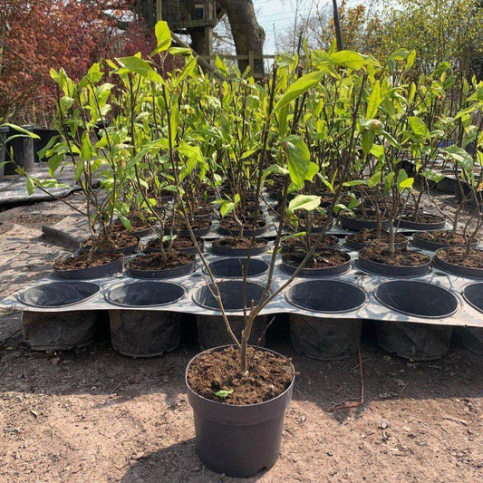Magnolia Tree Betty 100-120cm 3L - Buy Plants Online at Web Garden Centre