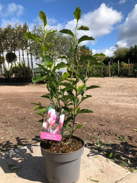 Magnolia Tree George Henry Kern 80-100cm 3L - Buy Plants Online from  Web Garden Centre - Just £35! 