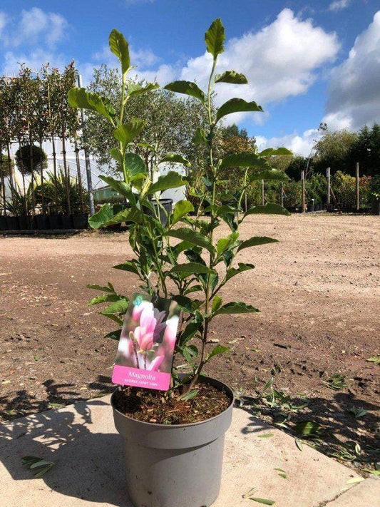 Magnolia Tree George Henry Kern 80-100cm 3L - Buy Plants Online at Web Garden Centre