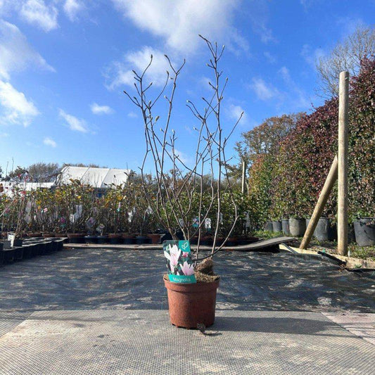 Magnolia Tree George Henry Kern 80-100cm 3L - Buy Plants Online at Web Garden Centre