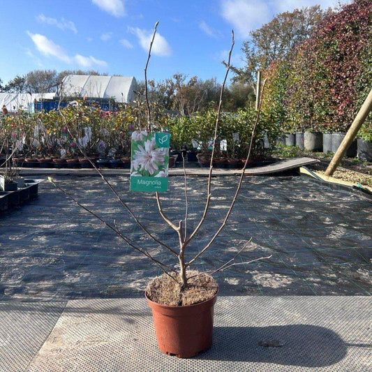 Magnolia Tree Stellata 70-90cm 3L - Buy Plants Online at Web Garden Centre
