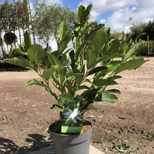 Magnolia Tree Stellata 80-100cm 3L - Buy Plants Online from  Web Garden Centre - Just £35! 