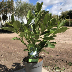 Magnolia Tree Stellata 80-100cm 3L - Buy Plants Online from  Web Garden Centre - Just £35! 