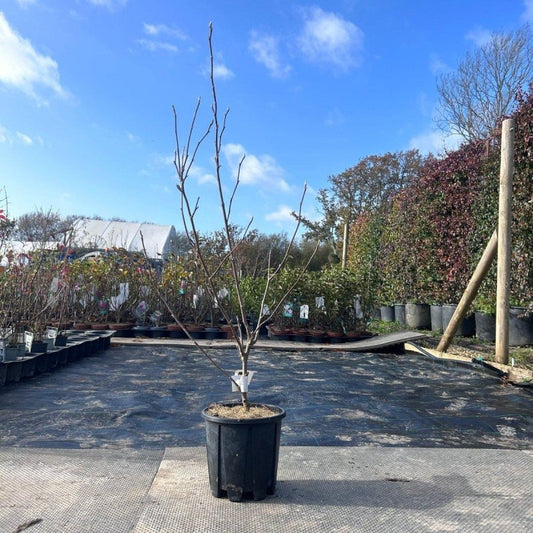 Magnolia Tree Tulip 100-120cm 3L - Buy Plants Online from  Web Garden Centre - Just £35! 