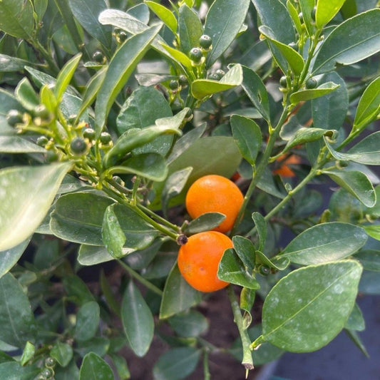 Mini Calamondin Citrus Tree 40-60cm 2L - Buy Plants Online from  Web Garden Centre - Just £35! 