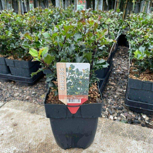 Mini Holly Bush 20-30cm 2L - Buy Plants Online at Web Garden Centre