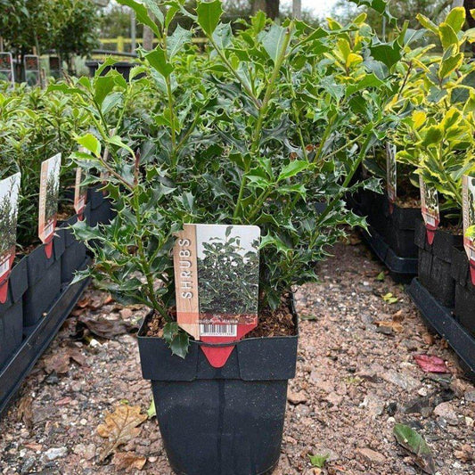 Mini Holly Bush 20-30cm 2L - Buy Plants Online at Web Garden Centre