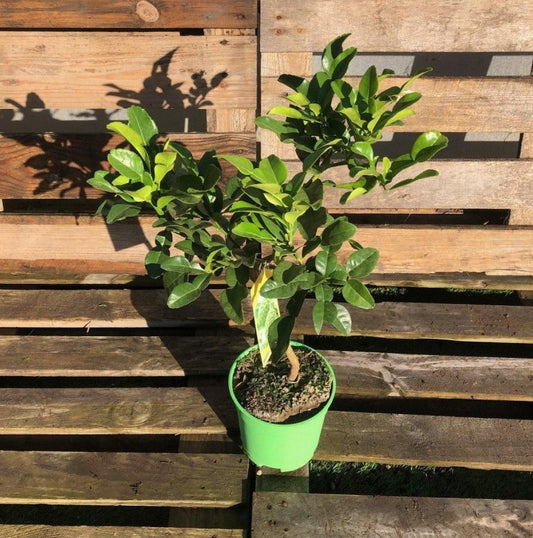 Mini Kaffir Lime Citrus Tree 40-60cm 1.5L - Buy Plants Online from  Web Garden Centre - Just £35! 
