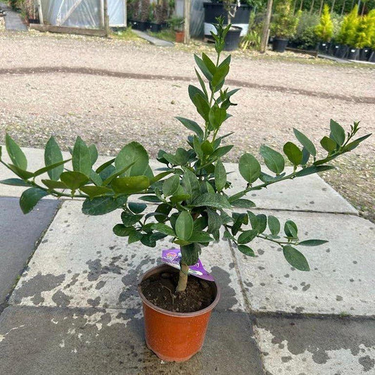 Mini Lime Citrus Tree 40-60cm 1.5L - Buy Plants Online from  Web Garden Centre - Just £28! 