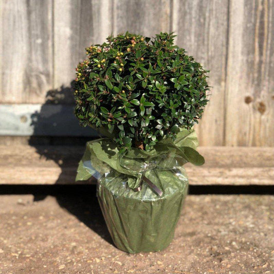 Mini Myrtle 50cm 1.5L - Buy Plants Online at Web Garden Centre