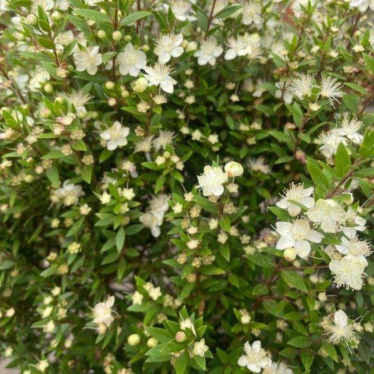 Myrtle Bush 20-30cm 2L - Buy Plants Online at Web Garden Centre