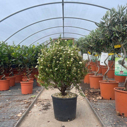 Myrtle Bush 20-30cm 2L - Buy Plants Online at Web Garden Centre