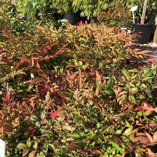Nandina Domestica 60-80cm 7L - Buy Plants Online at Web Garden Centre