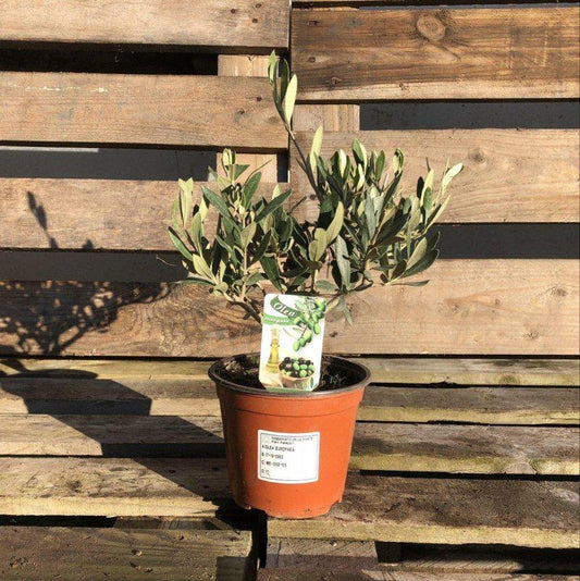 Olive Bush - Buy Plants Online at Web Garden Centre