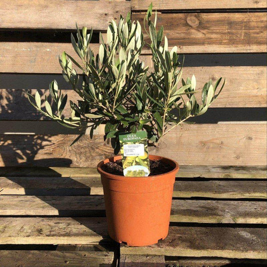 Olive Bush - Buy Plants Online at Web Garden Centre