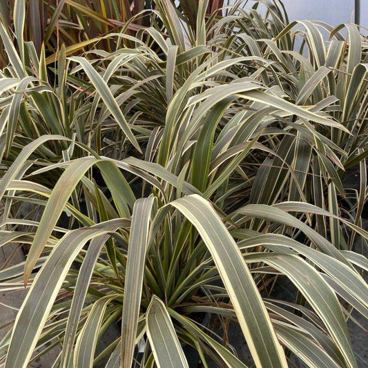 Phormium 'Alison Blackman' 100-120cm 20L - Buy Plants Online at Web Garden Centre