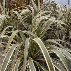 Phormium 'Alison Blackman' 100-120cm 20L - Buy Plants Online from  Web Garden Centre - Just £80! 