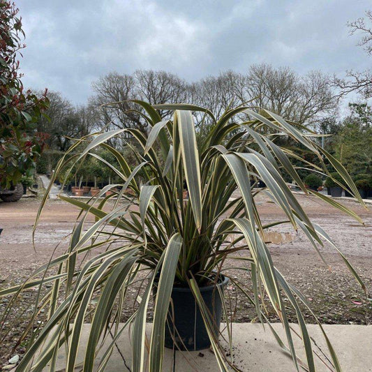 Phormium 'Alison Blackman' 100-120cm 20L - Buy Plants Online at Web Garden Centre
