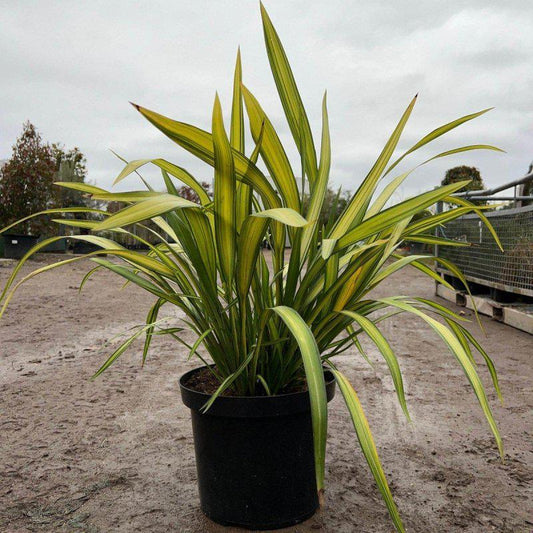 Phormium 'Duet' 60cm 10L - Buy Plants Online at Web Garden Centre
