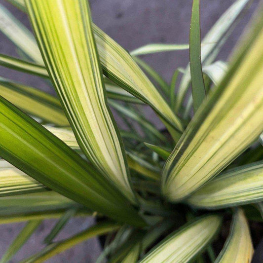 Phormium 'Duet' 60cm 10L - Buy Plants Online at Web Garden Centre