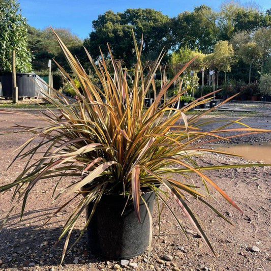 Phormium 'Flamingo' 60cm 10L - Buy Plants Online at Web Garden Centre