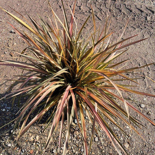 Phormium 'Flamingo' 60cm 10L - Buy Plants Online at Web Garden Centre