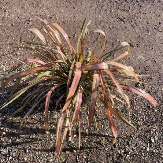 Phormium 'Jester' 60-80cm 10L - Buy Plants Online at Web Garden Centre
