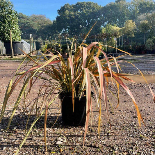 Phormium 'Jester' 60-80cm 10L - Buy Plants Online at Web Garden Centre
