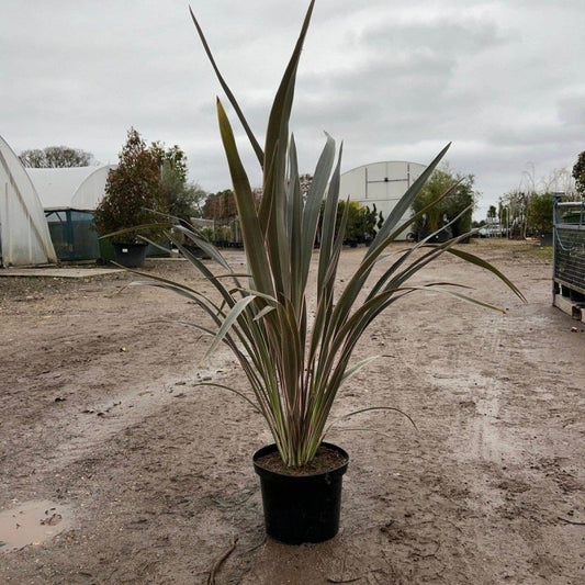 Phormium 'Pink Stripe' 80-100cm 10L - Buy Plants Online from  Web Garden Centre - Just £40! 