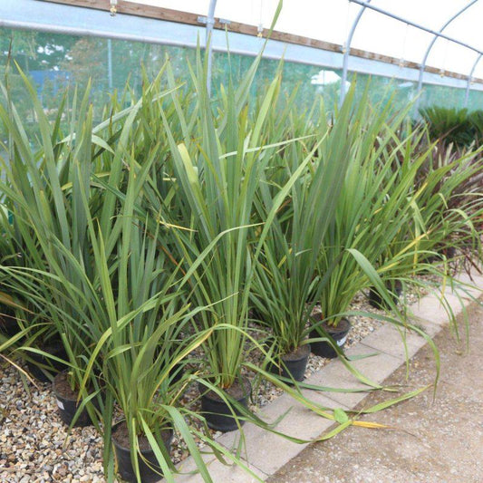 Phormium Tenax Green 100cm 7L - Buy Plants Online at Web Garden Centre