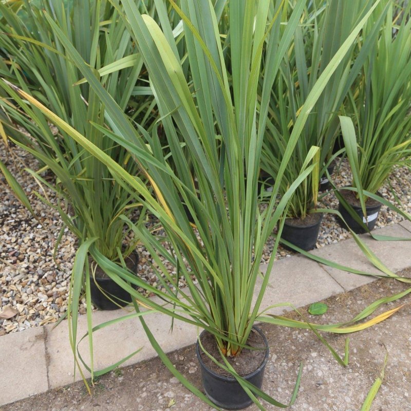 Phormium Tenax Green 100cm 7L - Buy Plants Online from  Web Garden Centre - Just £40! 