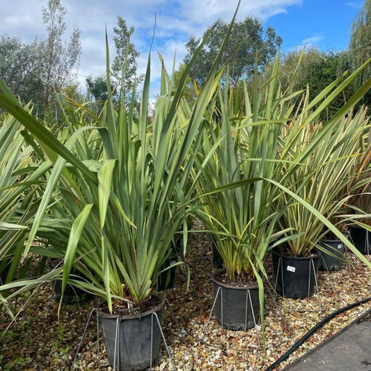 Phormium Tenax Green 140-160cm 30L - Buy Plants Online from  Web Garden Centre - Just £170! 